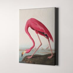 American Flamingo 1838 Birds of America