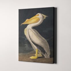 American White Pelican, Birds of America